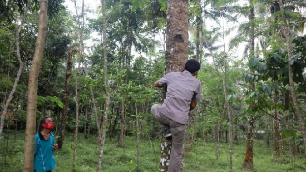 Pemasangan RFID Di Pohon Kelapa Organik bersama Tim Riset UNSOED dan ICS